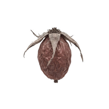 Dried rose hip berry with wrinkled brown skin and withered green sepals isolated on a clean bright white studio background