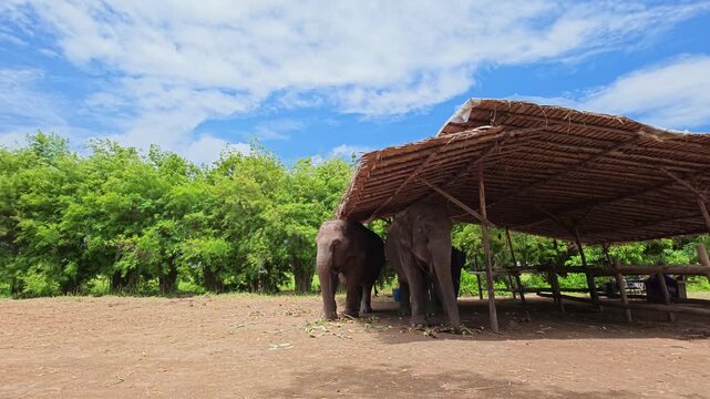 Group of three Asian Elephants enjoying meals at a sanctuary in Thailand, landscape views