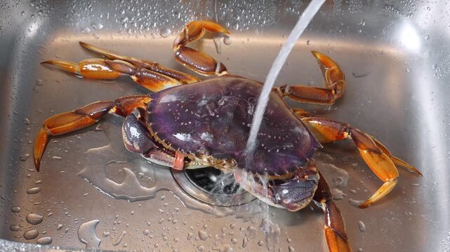 Tap water running over purple crab in sink. Stream washes raw crustacean shell inside metal basin before cooking.
