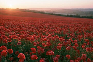 Fototapeta premium The Red Poppy Field at Sunset Over Rolling Hills Landscape
