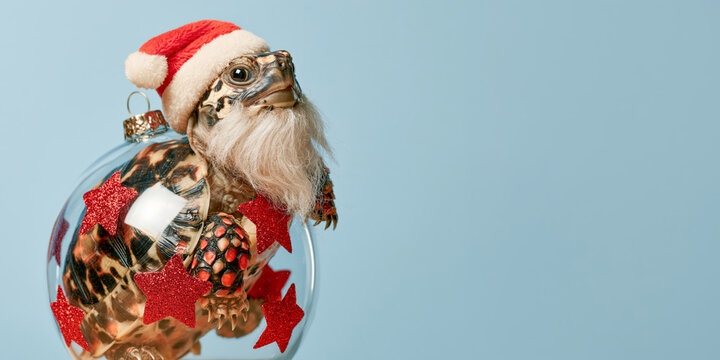 Merry Christmas xmas celebration, animal concept holiday vacation winter greeting card postcard - Funny greek turtle with santa hat and christmas bauble ornament, isolated on blue background