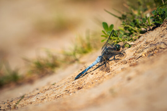 Blue Chaser Dragonfly with Transparent Wings Perched on Sunlit Soil
