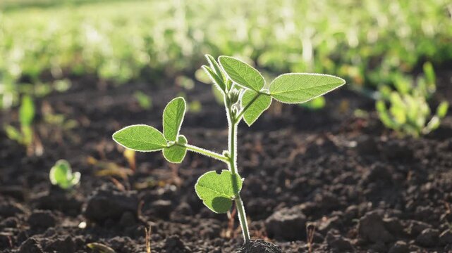 A small plant sprouts in dark soil under bright sunlight. This clip shows the early growth stage of the plant in a field, showing new life among other green sprouts