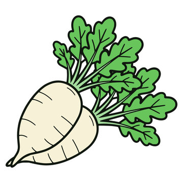 fresh radish vegetable nature healthy food flat color vector illustration template design
