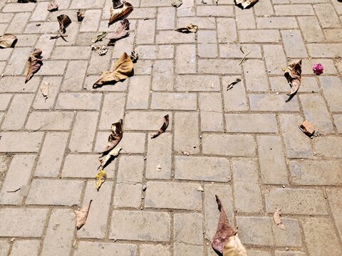 Dry fallen leaves scattered on concrete paving block ground during dry season.