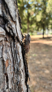 An adult cicada (family Cicadidae), commonly known in Turkish as an august bug, resting and well-camouflaged against the rough bark of a pine tree during the warm summer months