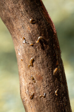 Flat worms crawling on wet tree branch in nature