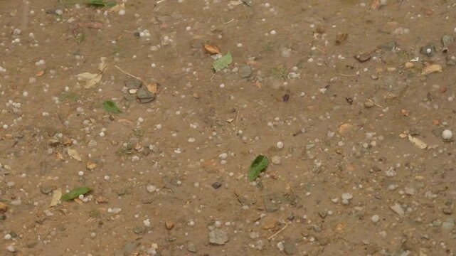 Hailstones Bouncing and Accumulating on Muddy Ground During Intense Hailstorm