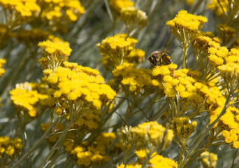 Obraz premium Honey bee collecting nectar from Santolina chamaecyparissus flowers