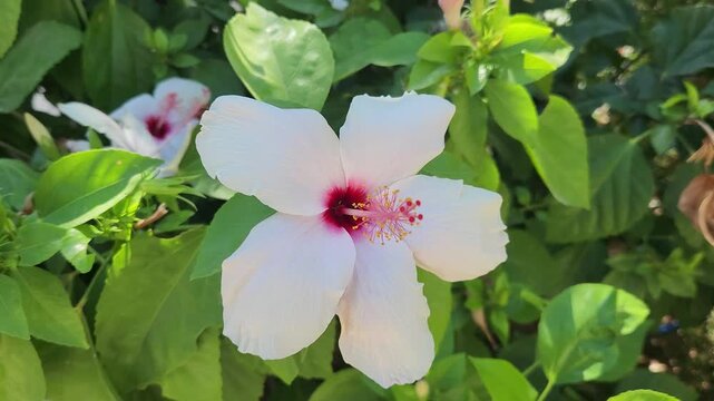 Vibrant white hibiscus flower with deep red centers and yellow stamens