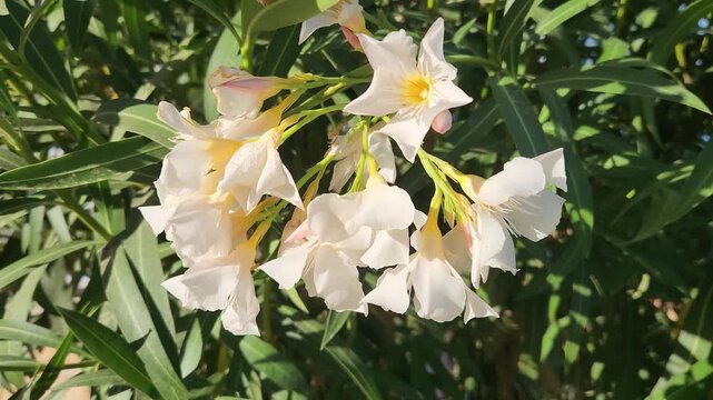 White nerium oleander flowers blooming among lush dark green leaves