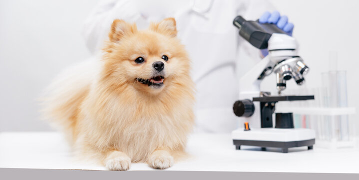 Happy pomeranian on examination table with microscope and veterinarian in background for veterinary clinic and pet care
