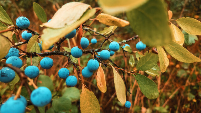 Blue sloe berries autumn branch macro