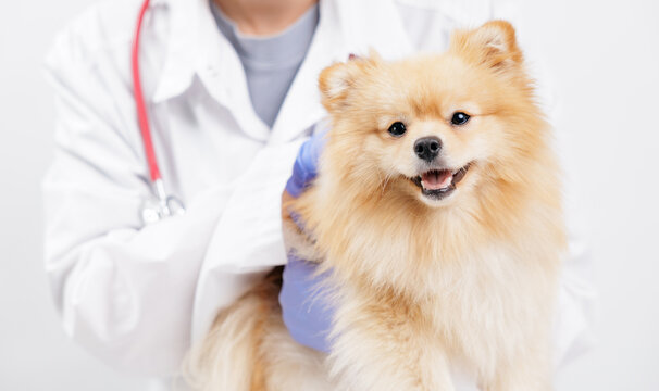 Portrait of pomeranian dog held by veterinarian in white lab coat for veterinary clinic banner and pet wellness