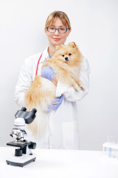 Portrait Veterinarian holding pomeranian in clinical lab with microscope and test tubes for veterinary clinic