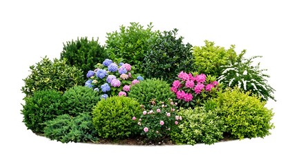 Fototapeta premium Lush garden shrubs and flowering bushes on white background. Green landscape plants with hydrangea and rhododendron. Decorative garden border.