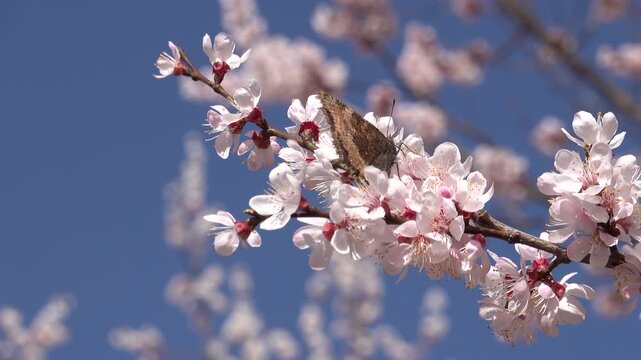 Detailed shot of a butterfly with folded wings sipping sweet nectar on pink cherry blossoms, swaying gently in the spring breeze under a bright blue sky background