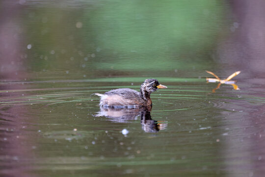 smallest grebe species on a pond (tachybaptus ruficollis)