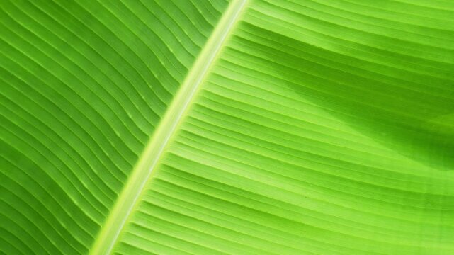 Macro shot of vibrant green banana leaf texture and veins, natural tropical background