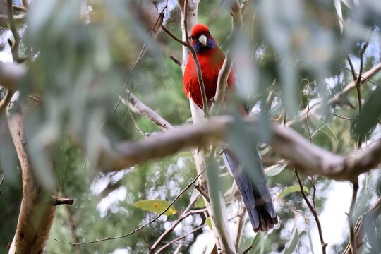 Crimson Rosella (Platycercus elegans) perched in gum tree, South Australia