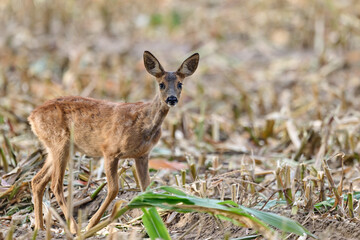 roe deer fawn walking through a cornfield © Duvekot Fotografie