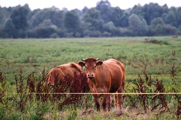 Brown Cows Pasturing on Lush Green Meadow – Free Range Sustainable Farming © Kira G.