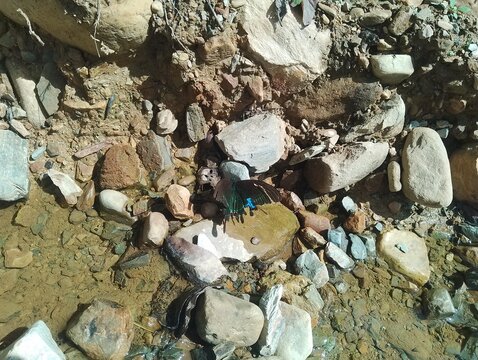 Flora and Fauna in Chitlang Valley