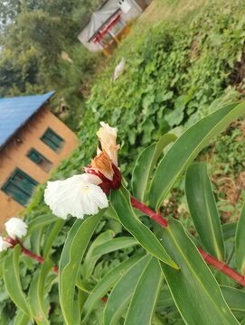 Flora and Fauna in Chitlang Valley