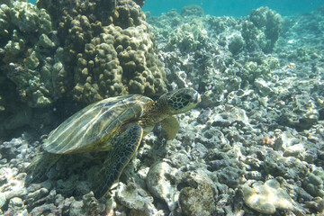 Green sea turtle swimming underwater near the coast of Hawaii © willtu