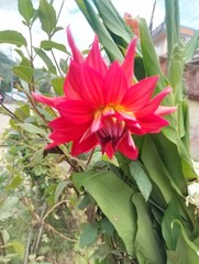 Obraz premium Flora and Fauna in Chitlang Valley
