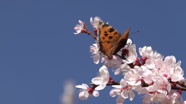 Rear-view footage of a butterfly resting with closed wings while sipping nectar on pink cherry blossoms, then slowly spreading its wings and turning sideways. 