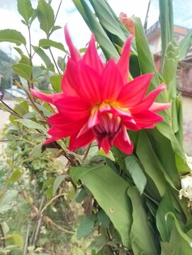 Flora and Fauna in Chitlang Valley