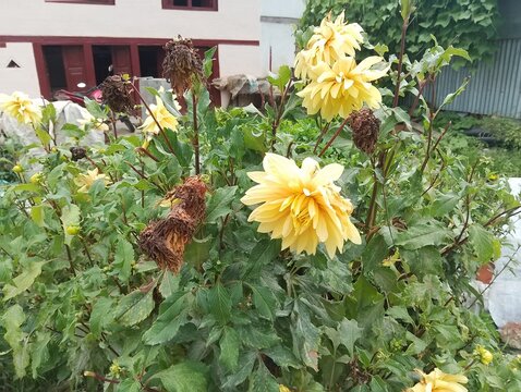Flora and Fauna in Chitlang Valley