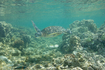 Green sea turtle swimming underwater near the coast of Hawaii © willtu