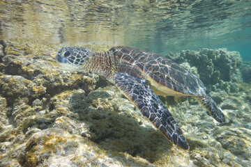 Green sea turtle swimming underwater near the coast of Hawaii © willtu