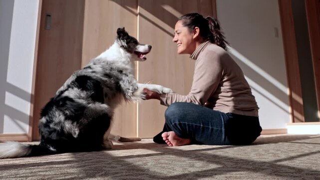 Adorable border collie giving its paw to smiling woman