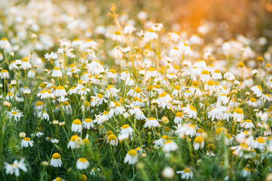 Chamomile Field Glowing in Warm Sunset Light