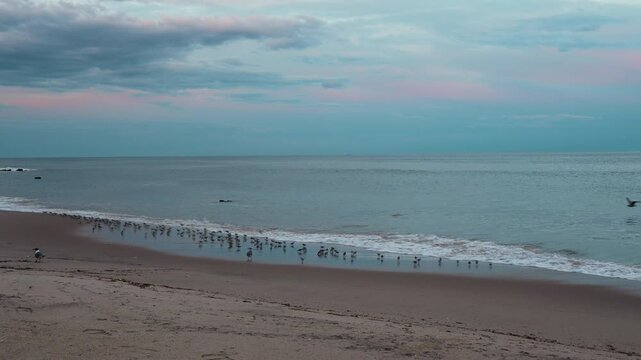 Shorebirds gathering along ocean surf on sandy beach, USA. Eye level view of gentle waves rolling onto coast under overcast evening sky.
