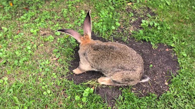 Rabbit jumps across the grass and then settles down to rest among the greenery, showing natural animal behavior in a peaceful outdoor setting.