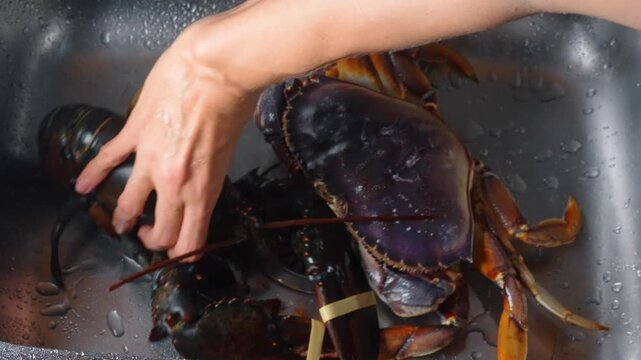 Hand reaching for raw lobster near crab in sink. Human arm touches seafood inside wet metal kitchen basin.