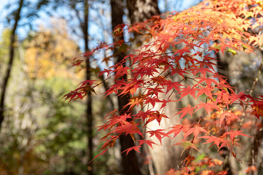 Vibrant red Japanese maple leaves glowing in sunlight against blurred autumn forest background in Japan