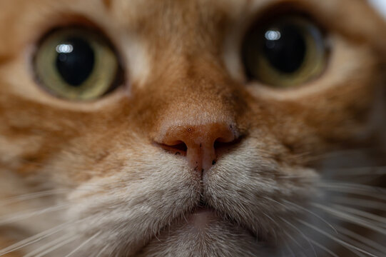 Extreme close up macro shot of cute ginger cat face focusing on pink nose whiskers and expressive green eyes