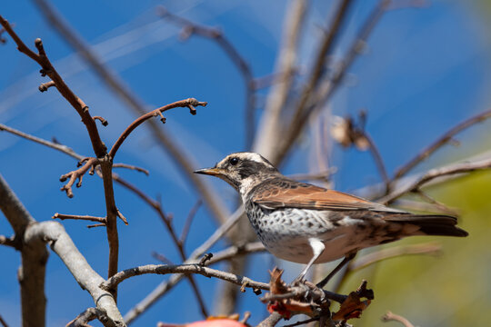 Dusky thrush bird perched on bare tree branches against clear bright blue sky in winter wildlife scene