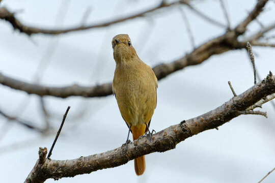 Cute female Daurian redstart bird perched on tree branch looking curiously at camera in winter nature