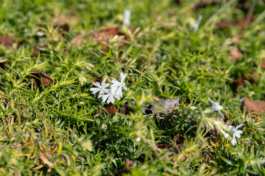 Small white moss phlox flowers blooming over vibrant green foliage in spring garden nature background