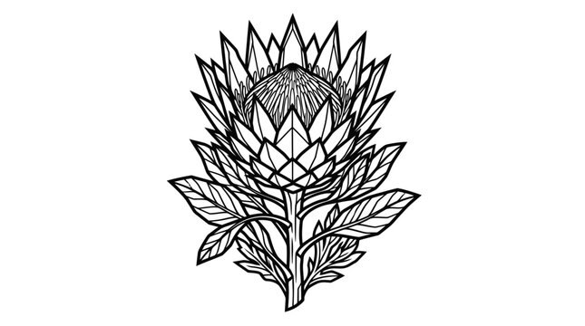 King Protea Flower Line Art Illustration