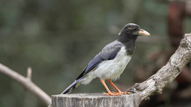 Juvenile Yellow-billed Blue Magpie Perched on Tree Stump