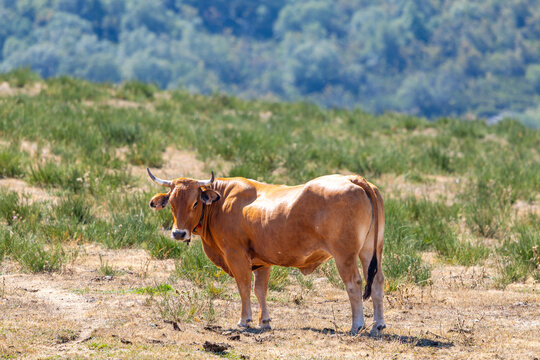 Cows in the port of Leitariegos in Asturias, Spain, during the month of August 2026