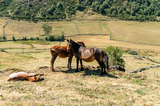 Horses in the port of Leitariegos in Asturias, Spain, during the month of August 2026