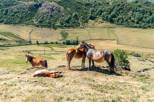 Horses in the port of Leitariegos in Asturias, Spain, during the month of August 2026